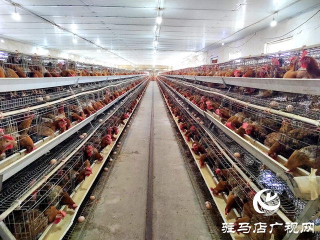 西平县柏城街道皮庄社区：鸡苗孵化“孵”出致富新路径