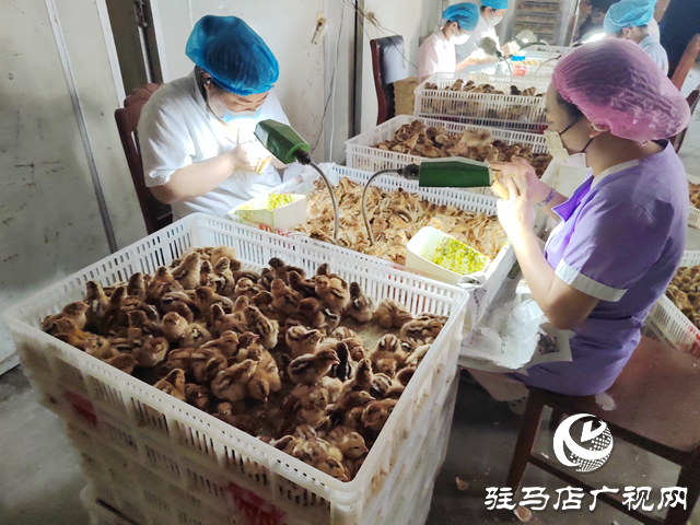 西平县柏城街道皮庄社区：鸡苗孵化“孵”出致富新路径