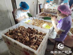 西平县柏城街道皮庄社区：鸡苗孵化&ldquo;孵&rdquo;出致富新路径