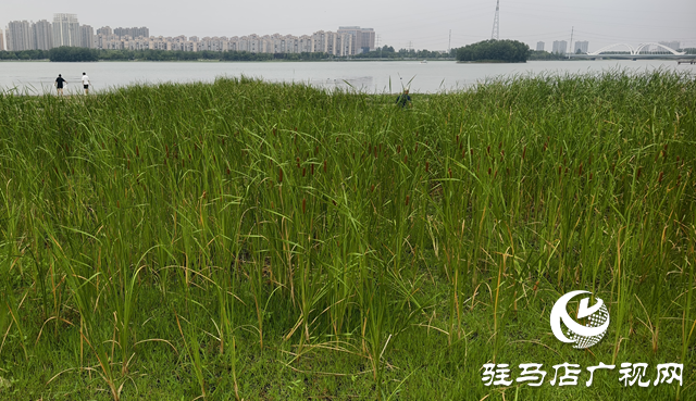 人民公园水岸现天然香肠景观 香蒲群落成夏日生态新亮点