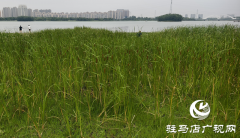 人民公园水岸现&ldquo;天然香肠&rdquo;景观 香蒲群落成夏日生态新亮点
