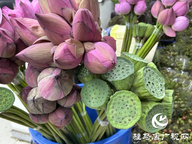 夏季鲜切花热销 荷花莲蓬迎销售高峰