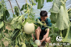 驿城区香山街道：瓜果飘香喜迎丰收季 &ldquo;甜蜜经济&rdquo;打开富民路