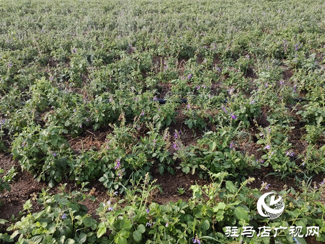 驿城区朱古洞乡:特色种养殖产业激活乡村振兴“新引擎”