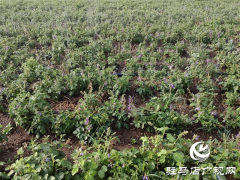 驿城区朱古洞乡：特色种养殖产业激活乡村振兴&ldquo;新引擎&rdquo;