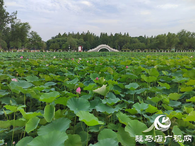 驻马店:置地公园荷花盛开惹人醉