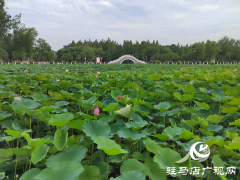 驻马店：置地公园荷花盛开惹人醉