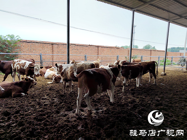 西平县盆尧镇:肉牛产业“牛劲”足 乡村振兴添活力