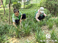 驻马店经济开发区城市管理局：精细管理显成效 清除杂草美环境
