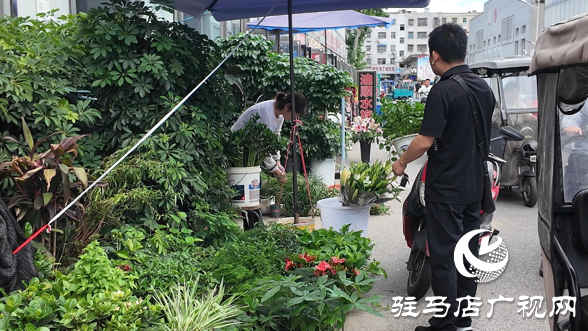 高温催热“绿色经济”夏季绿植销量激增