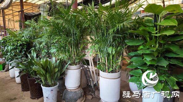 高温催热“绿色经济”夏季绿植销量激增