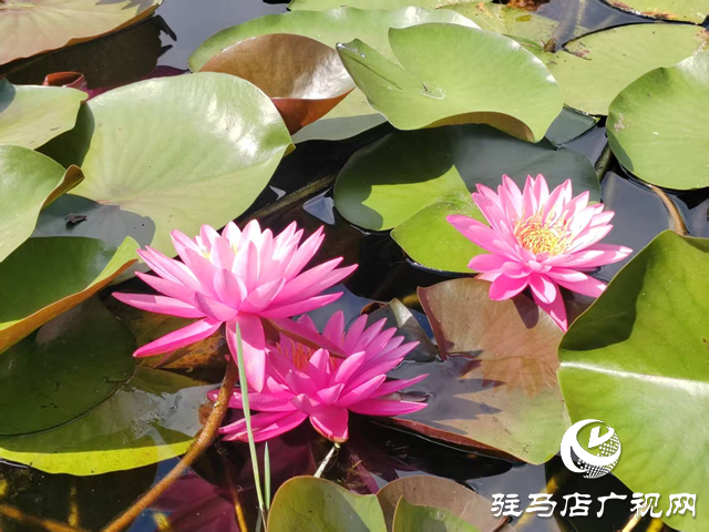开源公园睡莲绽放引客来 盛夏限定美景等你邂逅