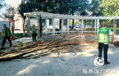 驻马店经济开发区：伐除枯木&ldquo;焕新颜&rdquo;市民游园更&ldquo;安心&rdquo;