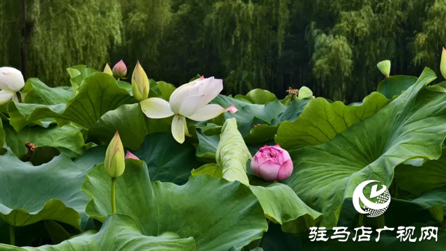 【大美天中】泌阳现“水晶天”!汉风古韵与湖光云影同框