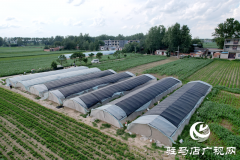 &ldquo;蚂蚱大王&rdquo;传递致富经 小蚂蚱&ldquo;蹦&rdquo;出乡村振兴大产业