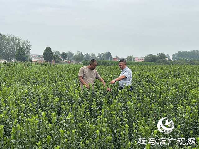 朱树旗:盘活土地兴产业 实干担当促振兴
