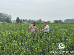 朱树旗：盘活土地兴产业 实干担当促振兴