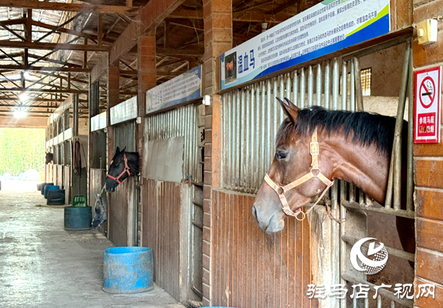 确山乐山驿站:串联周边旅游资源 打造马术+文旅新样本