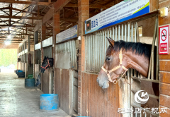 确山乐山驿站：串联周边旅游资源 打造&ldquo;马术+文旅&rdquo;新样本