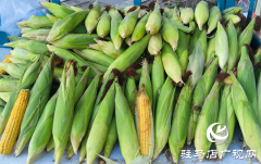 驻马店夏季玉米&ldquo;霸市&rdquo; 市民花样解锁消暑美食