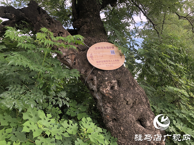 确山县为200余株绿色活化石体检