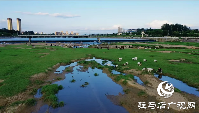 【大美天中】不输远方 泌阳湿地公园成“家门口的阿勒泰”