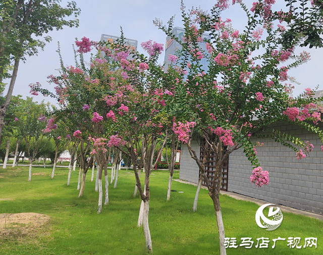【大美天中】花开盛夏 邂逅一城紫薇的浪漫