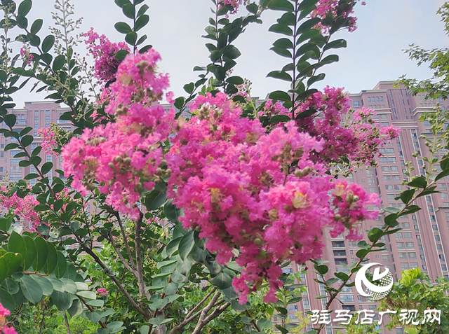 【大美天中】花开盛夏 邂逅一城紫薇的浪漫