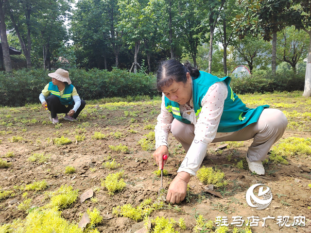 高温炙烤大地 园林工人用汗水守护城市绿荫
