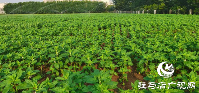 高温干旱威胁芝麻生长 驻马店市农科院支招科学应对