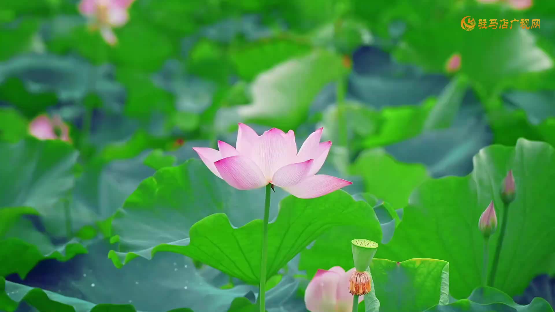 【大美天中】皇家驿站荷韵浓 夏日限定&ldquo;荷&rdquo;你相约