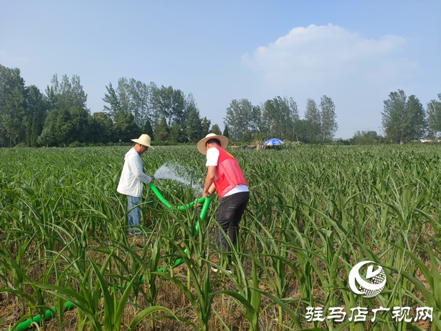 驿城区关王庙乡:抗旱保秋 全力守护“粮袋子”