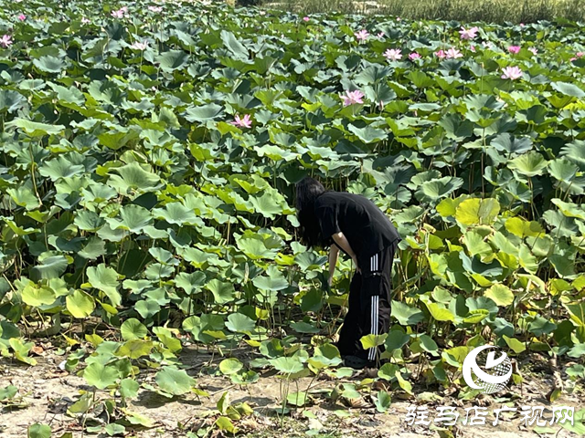 夏日赏荷正当时 莫让折叶煞风景