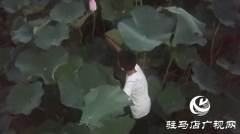 夏日赏荷正当时 莫让折叶煞风景