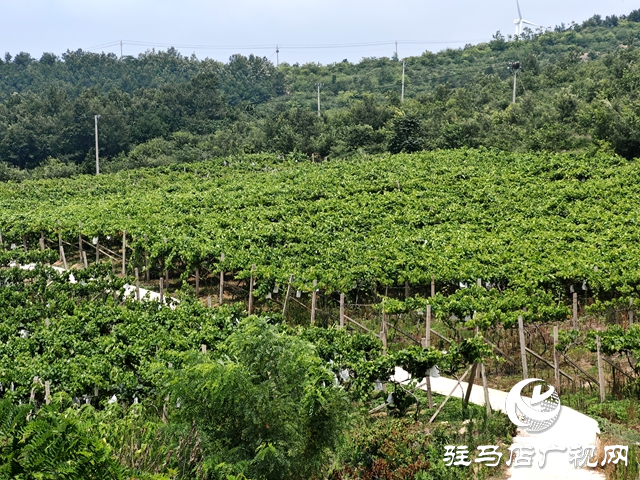 确山县竹沟镇肖庄村：葡萄满枝映荒山 特色种植带农增收