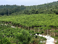 确山县竹沟镇肖庄村：葡萄满枝映荒山 特色种植带农增收