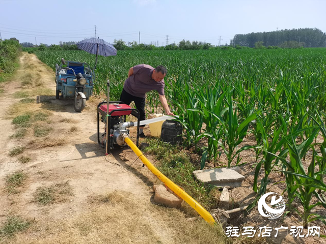 驻马店市驿城区:凝心聚力战高温 抗旱补墒保秋粮