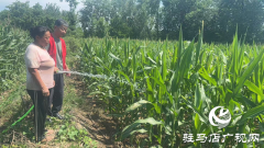 驻马店市驿城区朱古洞乡：战旱情保秋收 聚合力夺丰登