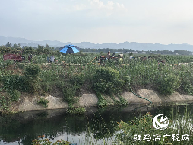 驻马店市驿城区:凝心聚力战高温 抗旱补墒保秋粮
