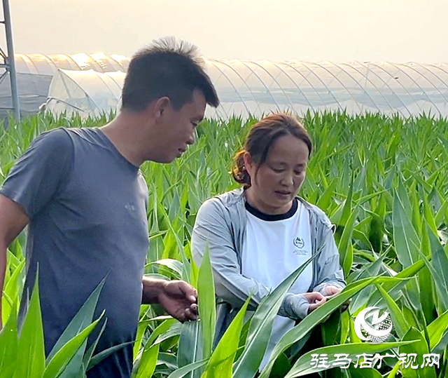 驿城区全力抗旱保秋 筑牢粮食生产安全屏障