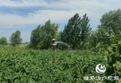 驿城区香山街道：干群同心抗旱 天坑活水润良田