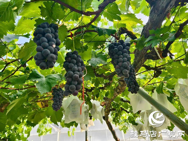 驿城区水屯镇:小葡萄串起乡村致富路