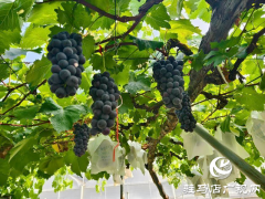 驿城区水屯镇：小葡萄串起乡村致富路