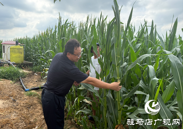 农业专家“支招抗旱 筑牢丰收根基