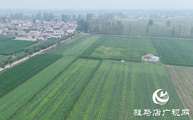 农业专家“支招抗旱 筑牢丰收根基