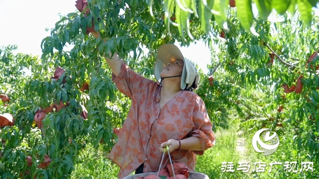 新蔡宋岗:桃熟满枝头 果农采摘忙