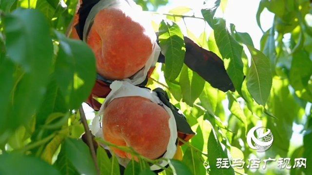 新蔡宋岗:桃熟满枝头 果农采摘忙