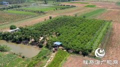 新蔡县宋岗乡：桃熟满枝头 果农采摘忙