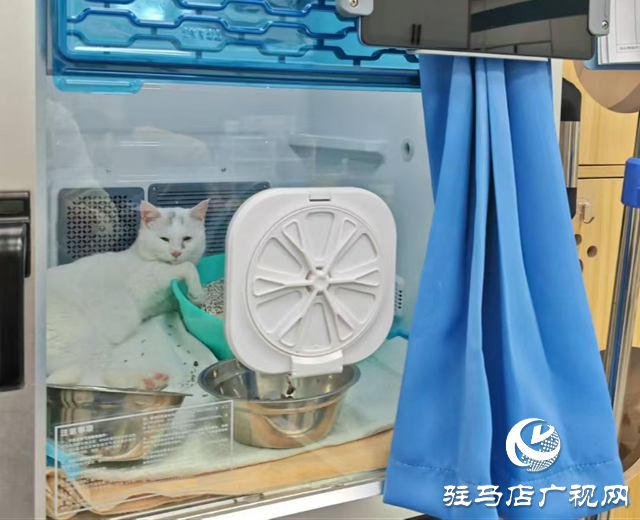 高温持续 留守宠物如何安然度夏?