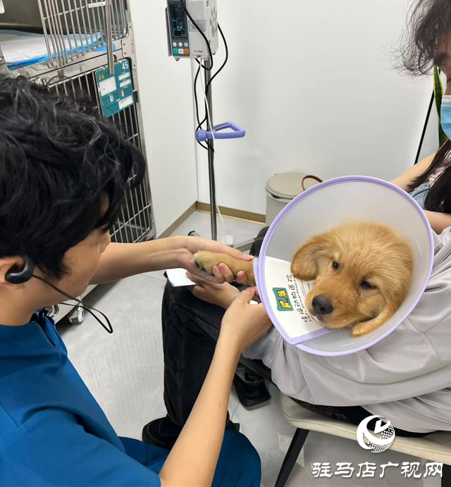 高温持续 留守宠物如何安然度夏?